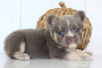 Darla Female AKC Fluffy French Bulldog $2450