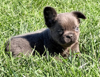 Duke Male Fluffy AKC French Bulldog $1550