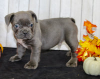 Eric Male AKC French Bulldog $1400