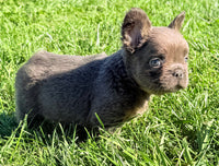 Davy Male Fluffy AKC French Bulldog $1550