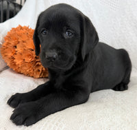 Sydney Female AKC Labrador Retriever $1150