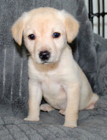 Suzie Female AKC Labrador Retriever $750.00