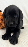 Sydney Female AKC Labrador Retriever $1150