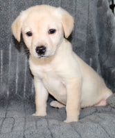 Suzie Female AKC Labrador Retriever $750.00