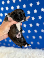 Pickles Male AKC Pekingese $3625