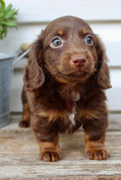 Carter Male AKC Mini Dachshund $1450
