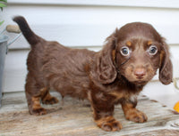 Carter Male AKC Mini Dachshund $1450