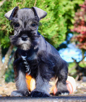 Eddie Male AKC Mini Schnauzer $999