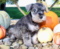 Ellie Female AKC Mini Schnauzer $1250