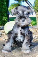 Teddy Male AKC Mini Schnauzer $999