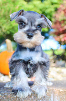 Lily Female AKC Mini Schnauzer $1250