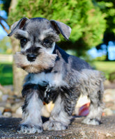 Lily Female AKC Mini Schnauzer $1250