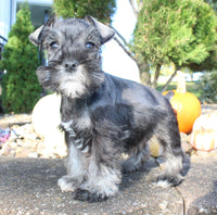 Eddie Male AKC Mini Schnauzer $999