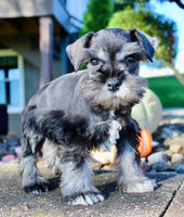 Teddy Male AKC Mini Schnauzer $999