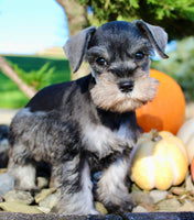 Ellie Female AKC Mini Schnauzer $1250