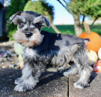 Lily Female AKC Mini Schnauzer $1250