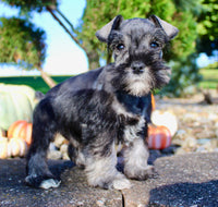 Eddie Male AKC Mini Schnauzer $999