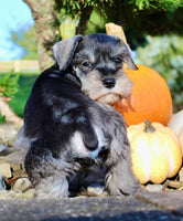 Ellie Female AKC Mini Schnauzer $1250