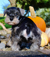 Ellie Female AKC Mini Schnauzer $1250