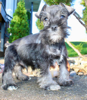 Eddie Male AKC Mini Schnauzer $999