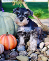 Lily Female AKC Mini Schnauzer $1250