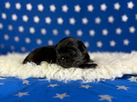 Jet Male AKC Pekingese $3625