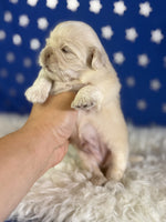 Jelly Male AKC Pekingese $3625