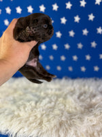 Joco Chocolate Male AKC Pekingese $3625