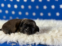 Pickles Male AKC Pekingese $3625