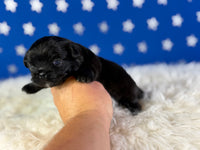 Pretzel Male AKC Pekingese $3625