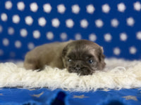 Blue boy Male AKC Pekingese $3625