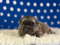 Blue boy Male AKC Pekingese $3625