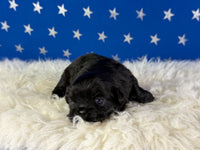 Pretzel Male AKC Pekingese $3625