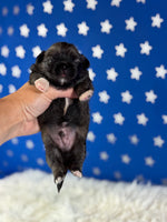 Pork chop Male AKC Pekingese $3625