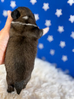 Pickles Male AKC Pekingese $3625