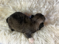 Pork chop Male AKC Pekingese $3625