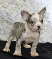 Dallas AKC Male French Bulldog $1450