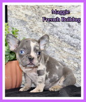 Maggie Female AKC French Bulldog $1500