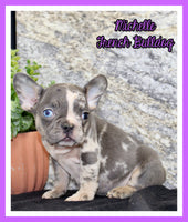 Michelle Female AKC French Bulldog $1450
