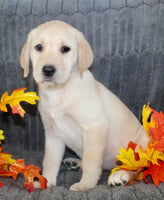Sadie Female AKC Labrador Retriever $1099