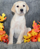 Sadie Female AKC Labrador Retriever $1099