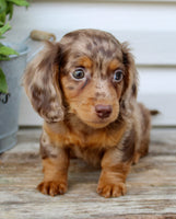 Charlie Male AKC Mini Dachshund $2250