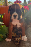 Ziva Female AKC Boxer $1950