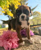Ziva Female AKC Boxer $1950