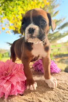 Ziva Female AKC Boxer $1950