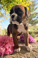 Ziva Female AKC Boxer $1950