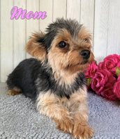 Gibbs Male CKC Yorkshire Terrier $1050