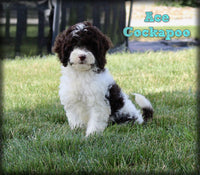 Ace Male Cockapoo $925