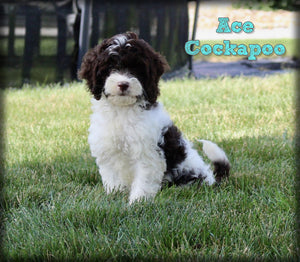 Cockapoo