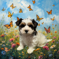 Moose Male Biewer Terrier $1800